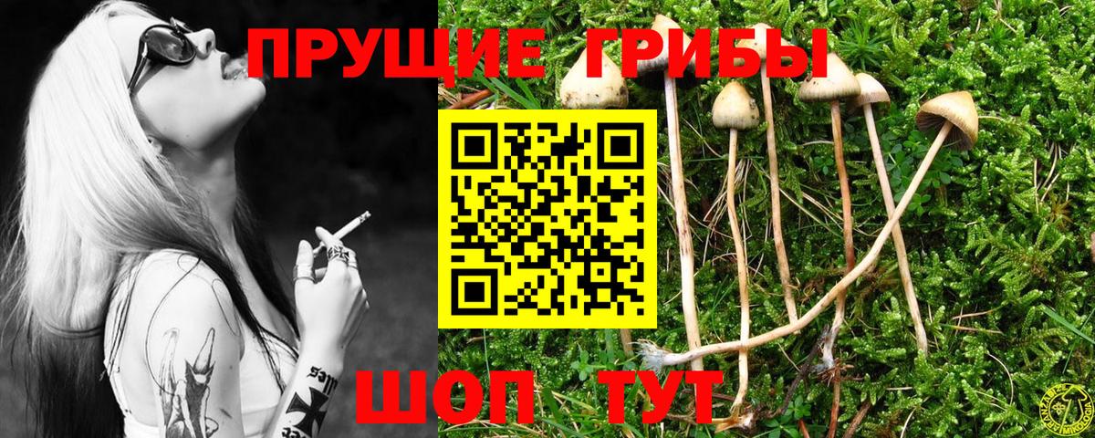 Псилоцибиновые грибы Psilocybe  Вход с VPN  Псилоцибиновые грибы Magic Shrooms  Вольск 